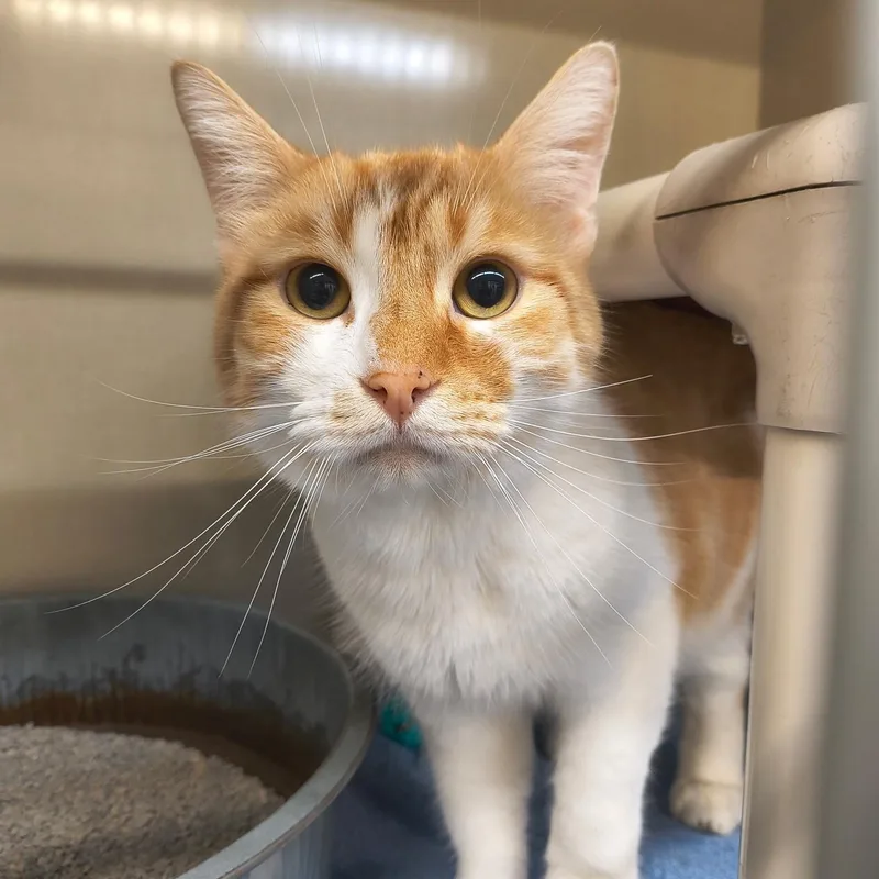 An adult large-sized male Tabby (Orange / Red) Domestic Short Hair cat named Weasley for adoption in Saint Marys, PA