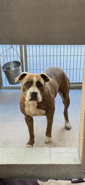 An adult large-sized male Pit Bull Terrier dog named Dunk for adoption in Tustin, CA