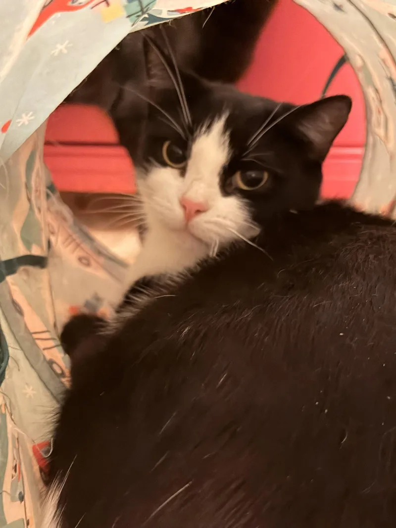 A baby medium-sized male Black & White / Tuxedo Domestic Short Hair cat named Harlequin Doll for adoption in Trenton, NJ