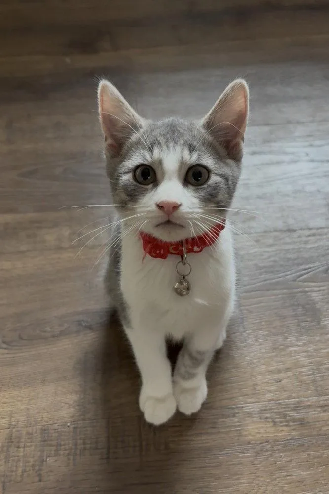 A young medium-sized male Domestic Short Hair cat named Flynn for adoption in O'Fallon, MO