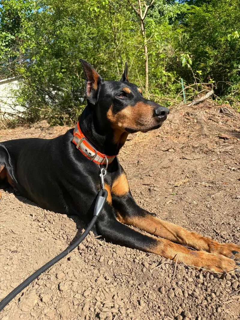 Enzo