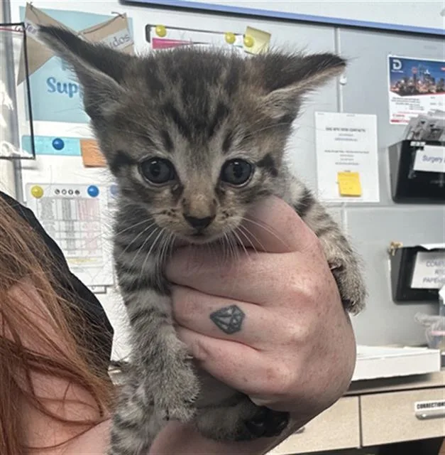 A baby medium-sized female Domestic Short Hair cat named Almond for adoption in Dallas, TX