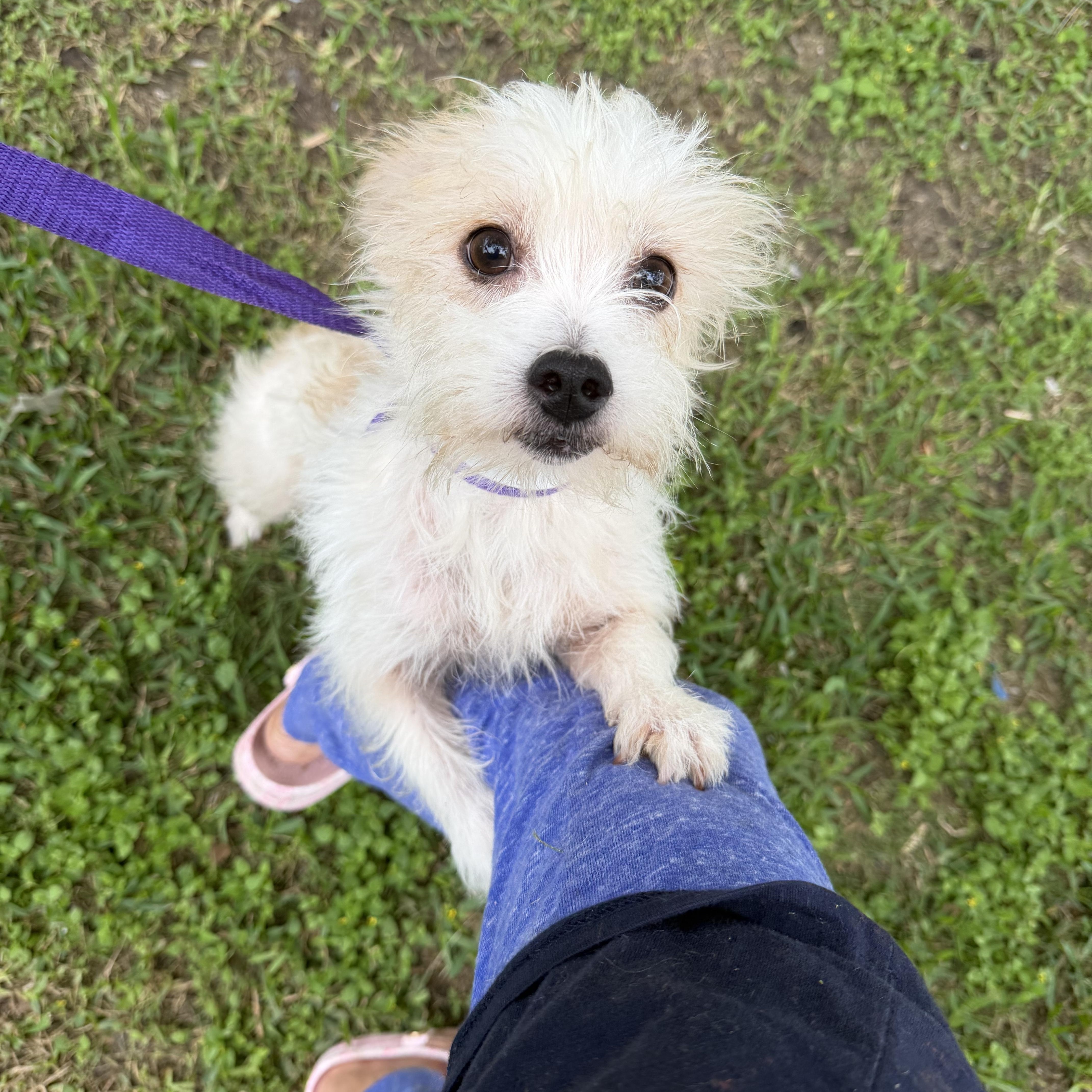 An adult small-sized male Shih Tzu dog named Ceasar for adoption in Louise, TX