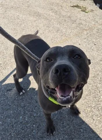 A young large-sized male Pit Bull Terrier dog named Mako for adoption in Dayton, OH