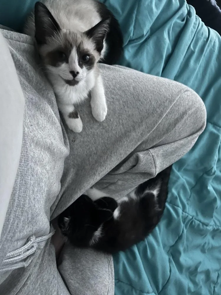 A baby small-sized female Snowshoe cat named Pearl Krabs for adoption in Dallas, TX