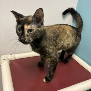 A young small-sized female Domestic Short Hair cat named Honey Bunny for adoption in Janesville, WI
