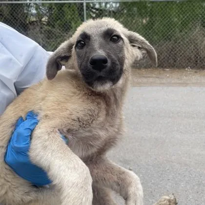 A baby large-sized male Anatolian Shepherd dog named Bucko for adoption in Morton Grove, IL
