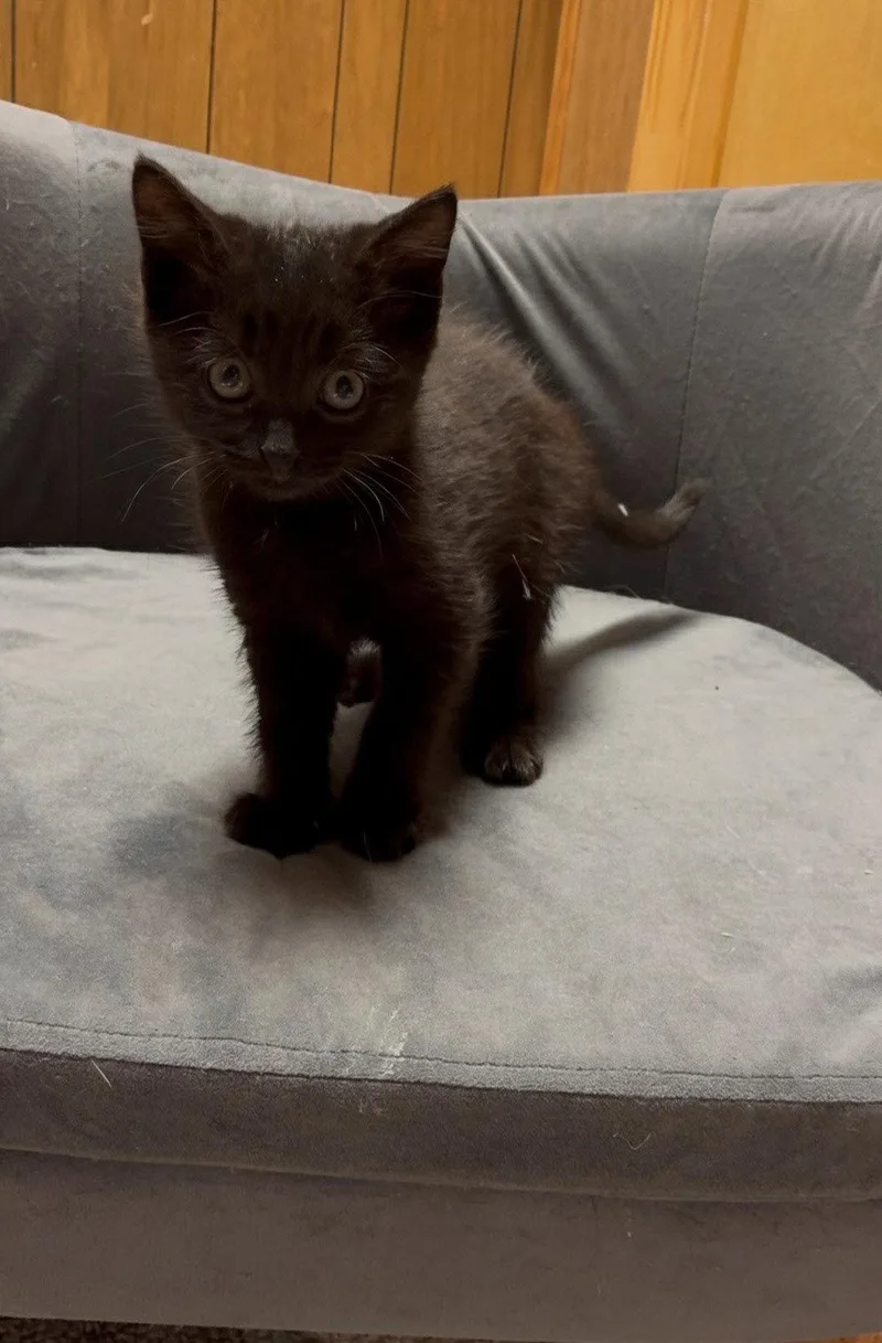 A baby large-sized female Bombay cat named Levy for adoption in Flint Hill, VA