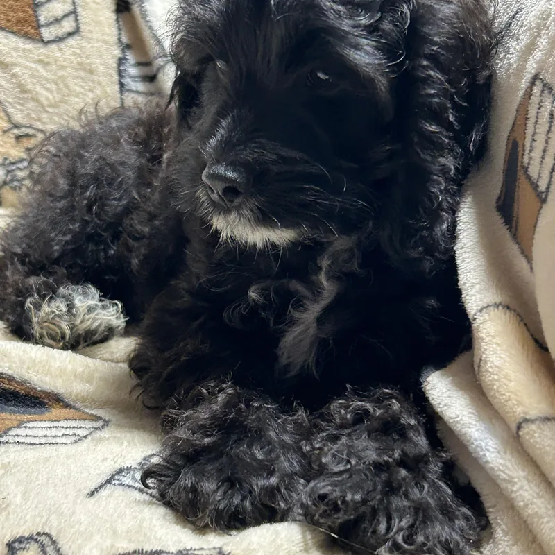 A baby small-sized female Cockapoo dog named Gena black white . for adoption in Antwerp, OH