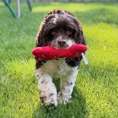 An adult small-sized female Cocker Spaniel dog named Olive C for adoption in Parker, CO