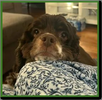 Olive C thumbnail 5