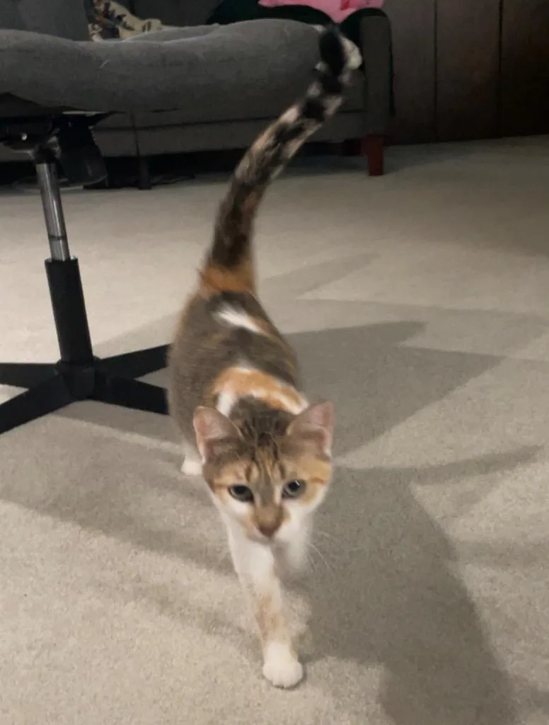 A young medium-sized female Domestic Short Hair cat named Persephone for adoption in Fond Du Lac, WI