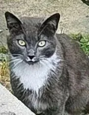 An adult medium-sized male Gray & White Domestic Short Hair cat named Mr. Bibbs for adoption in Kenhorst, PA