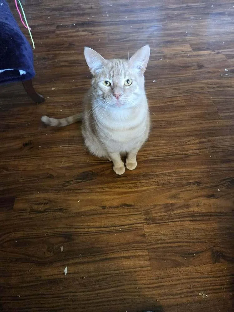 A young medium-sized male Orange & White American Shorthair cat named Oreo for adoption in Salisbury, NC