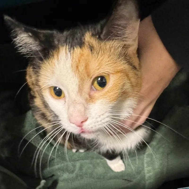 An adult medium-sized female Calico Domestic Short Hair cat named Porpentina for adoption in York, PA