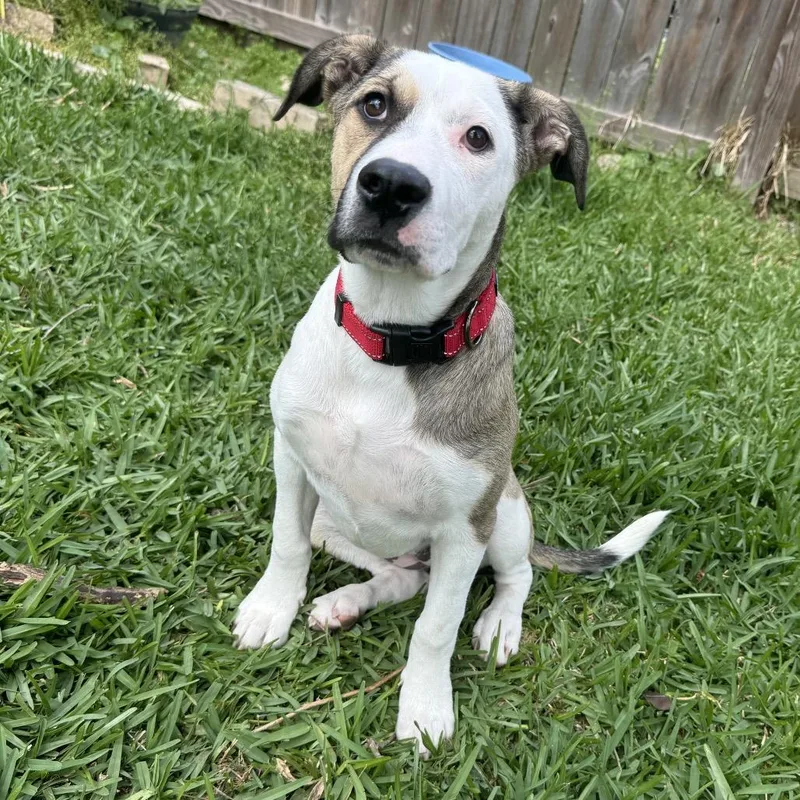 Matilda