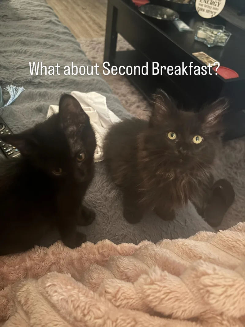 A baby medium-sized male Black Domestic Short Hair cat named Ohana for adoption in Fort Worth, TX