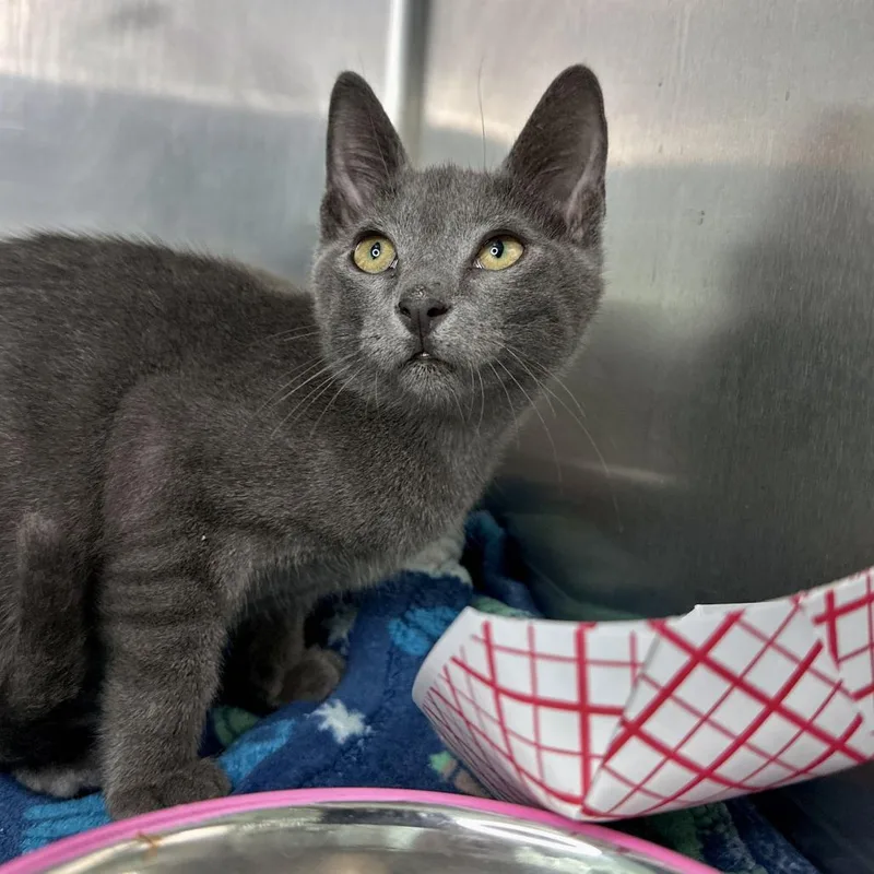 A baby small-sized male Gray / Blue / Silver Domestic Short Hair cat named Stud Muffin for adoption in Matteson, IL