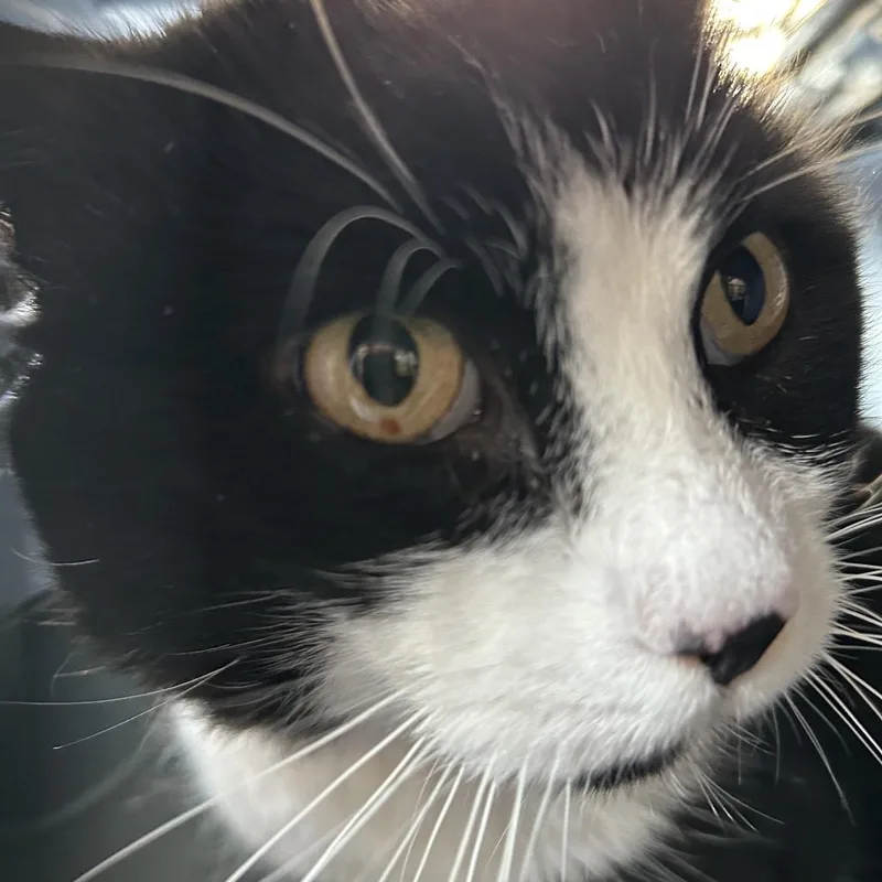 An adult large-sized male Black Domestic Short Hair cat named Raven Tnr Mq for adoption in Newark, NJ