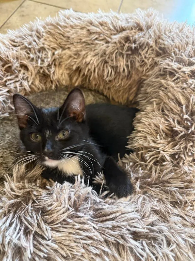 A baby medium-sized female Domestic Short Hair cat named Siren for adoption in Salt Lake City, UT