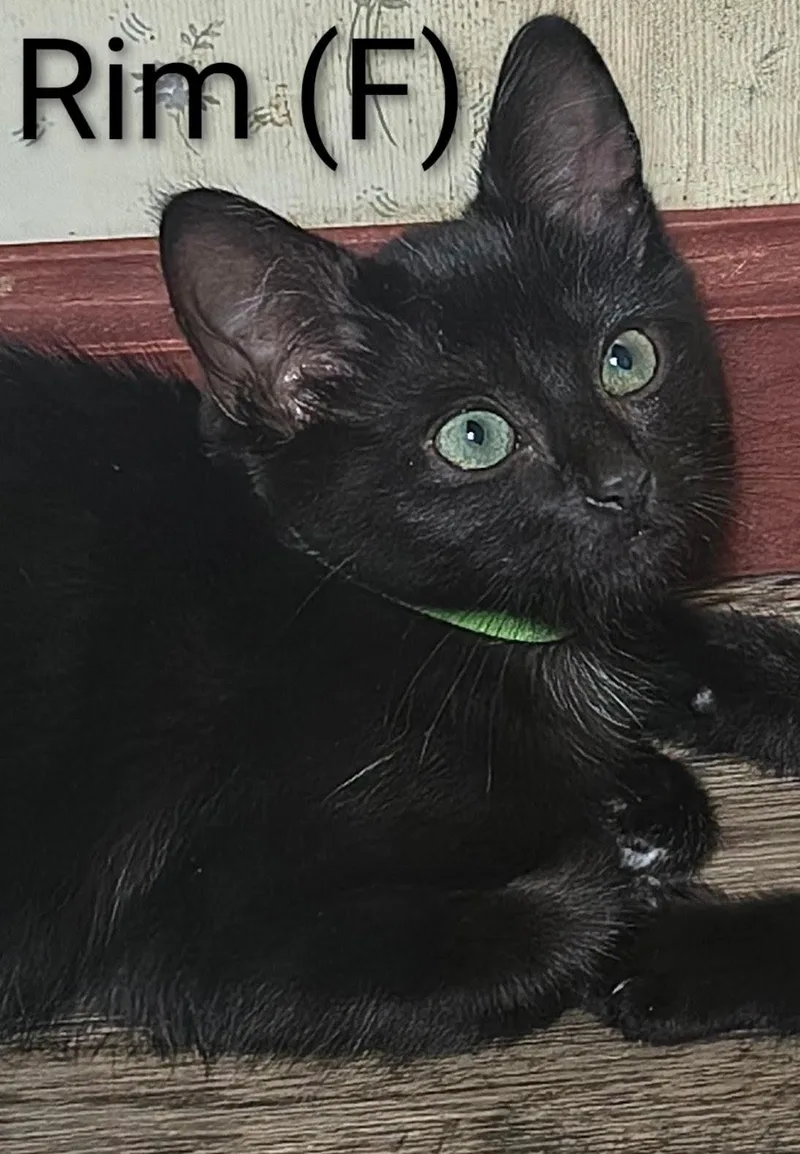 A baby medium-sized male Black Domestic Short Hair cat named Rim for adoption in Saugerties, NY