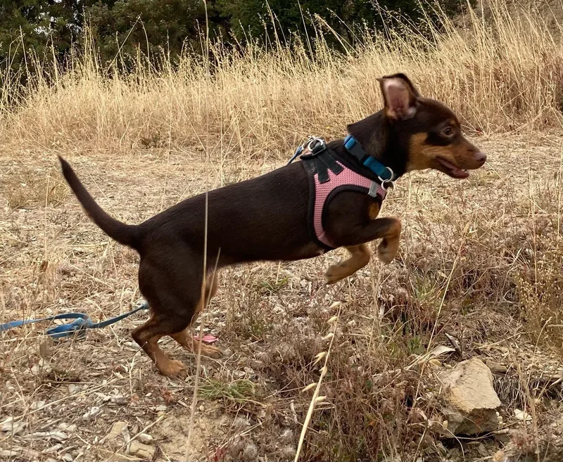 A young small-sized female Red / Chestnut / Orange Miniature Pinscher dog named Sweet Tea for adoption in Emeryville, CA