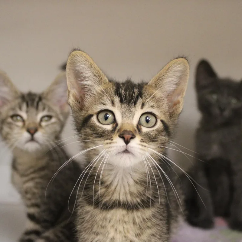 A baby small-sized male Brown / Chocolate Domestic Short Hair cat named Mr. Hargreeves for adoption in Champaign, IL