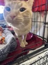 An adult medium-sized male Tabby (Orange / Red) Domestic Short Hair cat named Mike for adoption in Manitowoc, WI