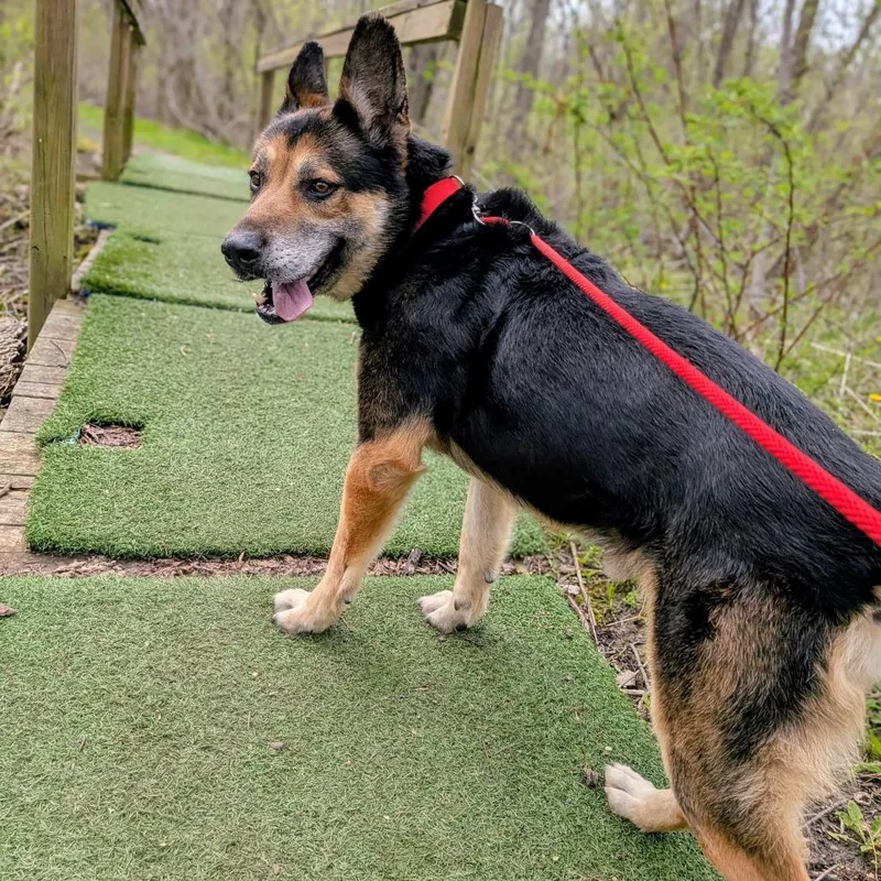 A senior large-sized male Black Mixed Breed dog named Titan for adoption in Grand Rapids, MI