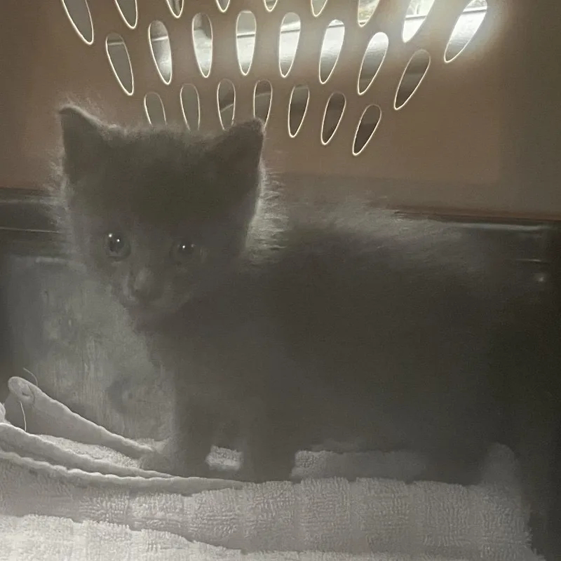 A baby small-sized male Gray / Blue / Silver Domestic Short Hair cat named Dusty Bridges for adoption in Green Forest, AR