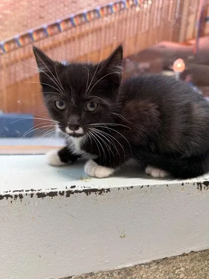 A baby small-sized male Domestic Short Hair cat named Smokey for adoption in Washington, DC