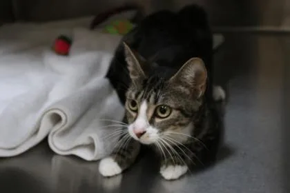 An adult large-sized female Domestic Short Hair cat named Mrs. Pickles for adoption in Brunswick, GA