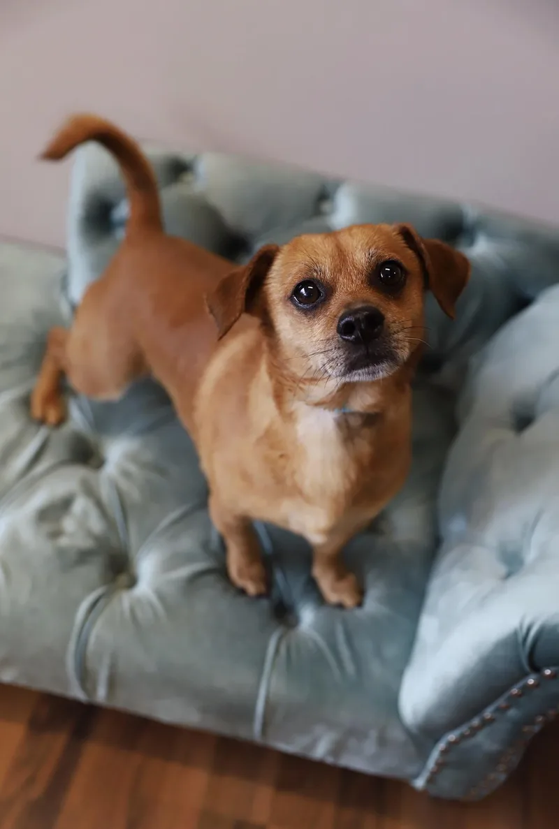 An adult small-sized male Golden Chihuahua dog named Escobar for adoption in Green Bay, WI