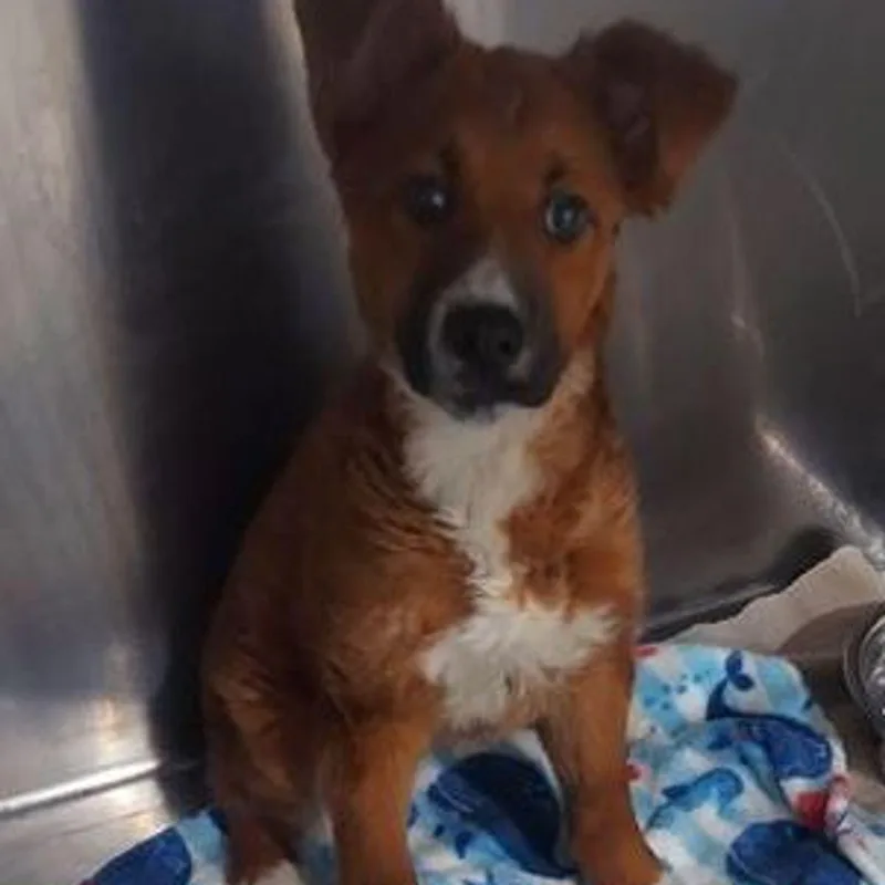 A young medium-sized female Tricolor (Brown, Black, & White) Shepherd dog named Tulu for adoption in Lake Havasu City, AZ