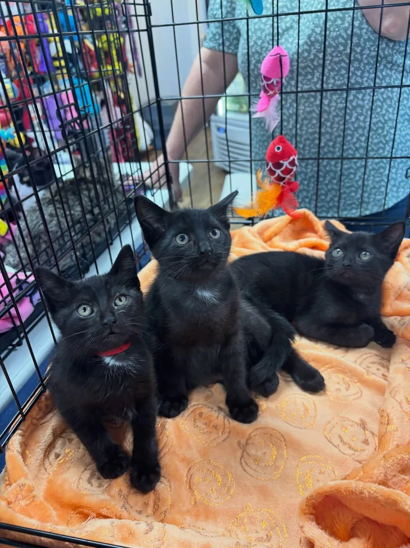 A baby medium-sized female Black Domestic Short Hair cat named Mary Sanderson for adoption in Omaha, NE