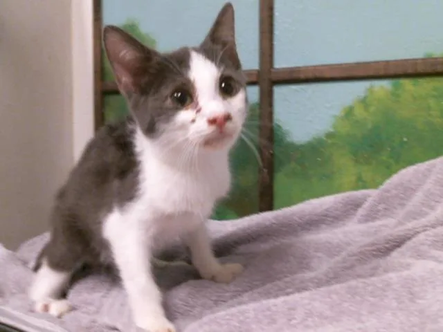 A baby small-sized male Domestic Short Hair cat named Johan for adoption in Houston, TX