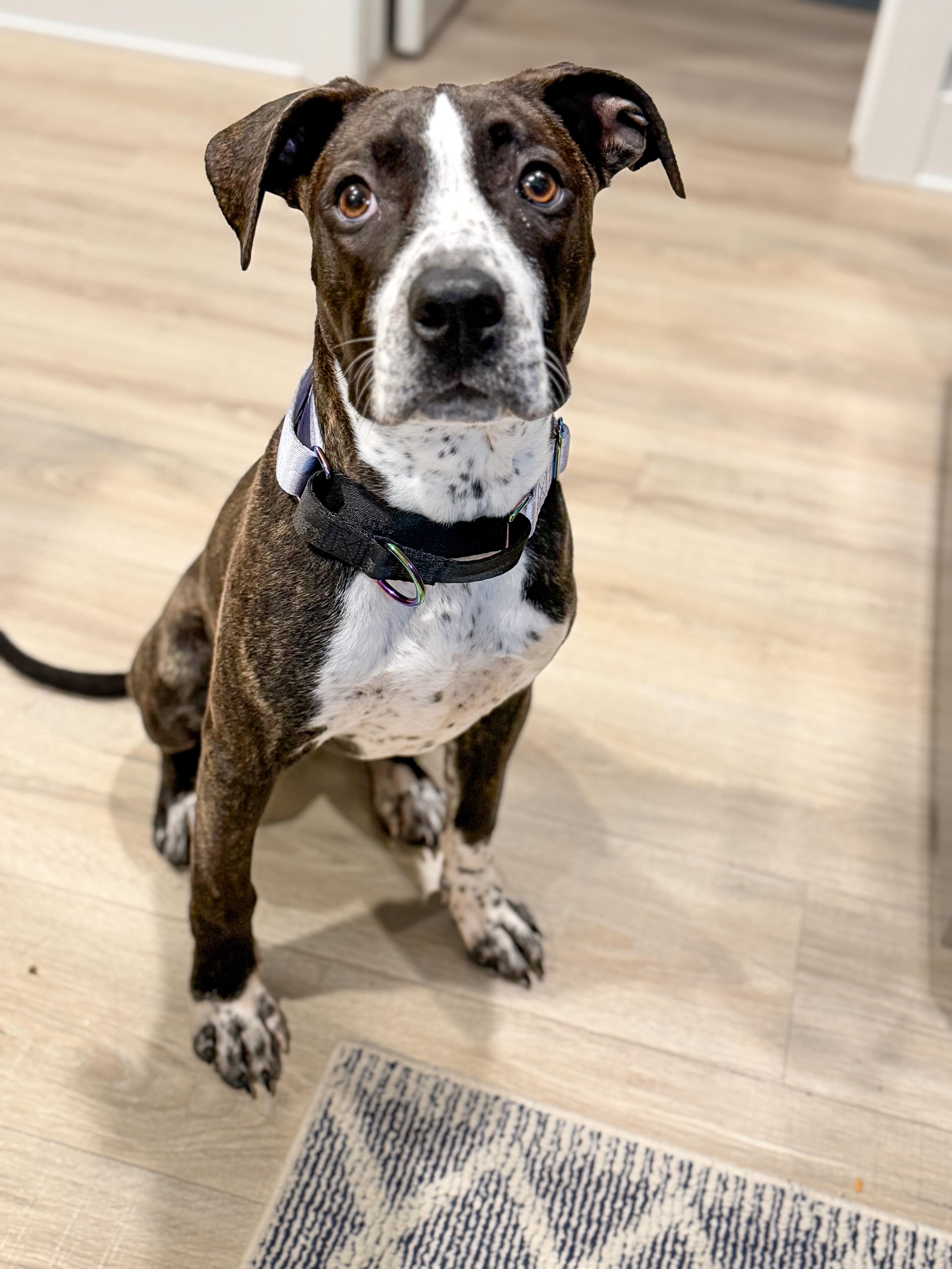 A young medium-sized female Pit Bull Terrier dog named Essie aka Esmeralda for adoption in Muskego, WI