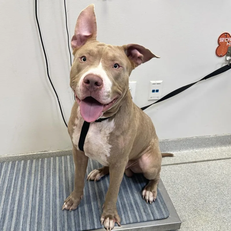 An adult large-sized male Yellow / Tan / Blond / Fawn Mixed Breed dog named Munchkin for adoption in Franklin, TN