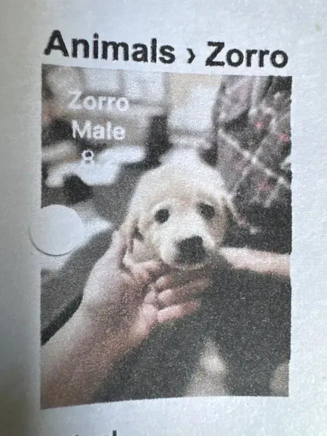 A baby small-sized male Mixed Breed dog named Zorro for adoption in Grand Rapids, MI