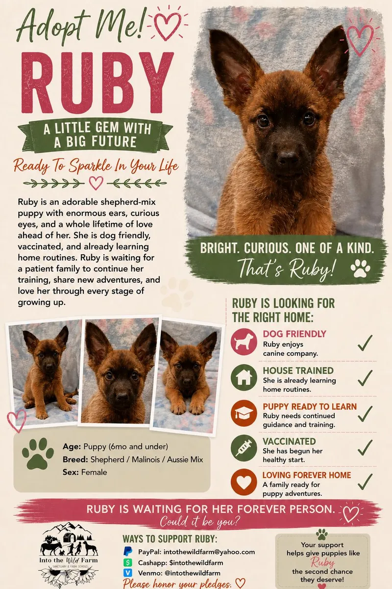 A baby large-sized female Sable Shepherd dog named Ruby for adoption in Frazier Park, CA