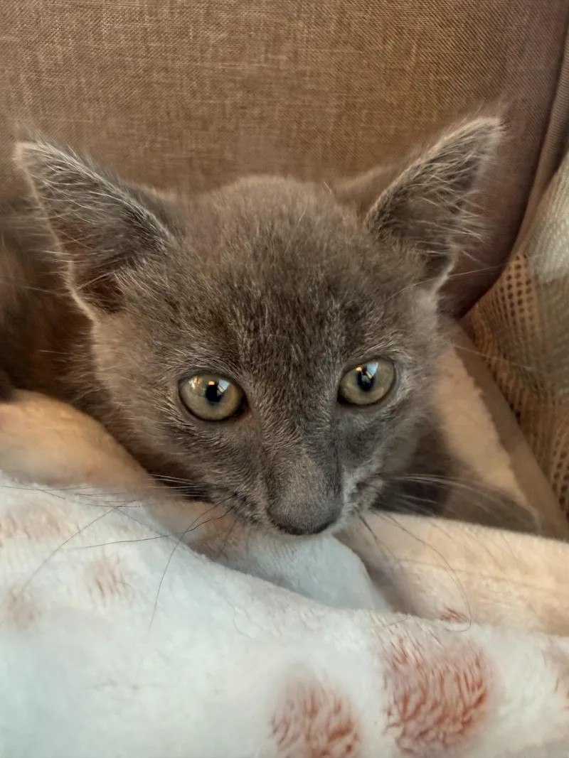 A baby small-sized male Domestic Medium Hair cat named Slate for adoption in Dixon, CA
