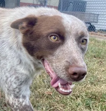 A young medium-sized female White / Cream Australian Cattle Dog / Blue Heeler dog named Joelle for adoption in Glasgow, KY