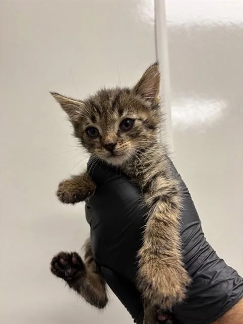 A baby small-sized male Domestic Short Hair cat named Linguini for adoption in Ontario, CA