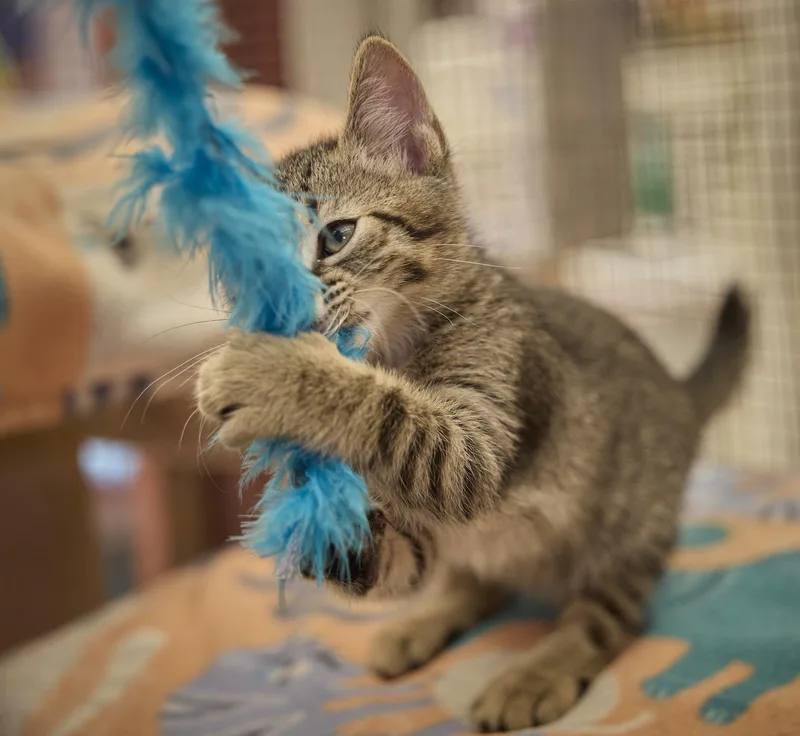 A baby medium-sized male Domestic Short Hair cat named Taz for adoption in Santa Barbara, CA