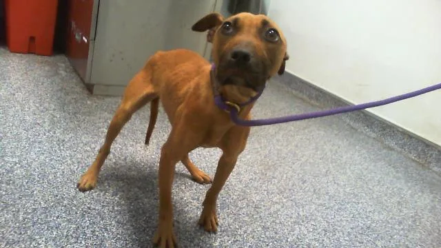 An adult medium-sized female Labrador Retriever dog named Marcie for adoption in Charlotte, NC