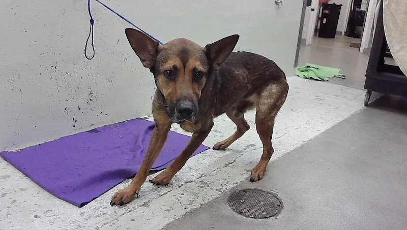 An adult small-sized male Labrador Retriever dog named A for adoption in Houston, TX