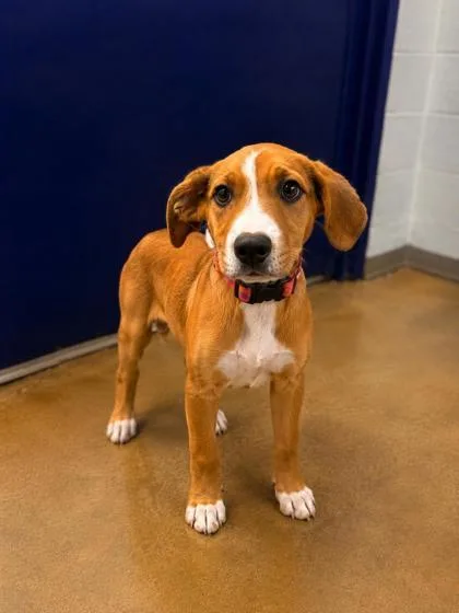 A baby small-sized female Mixed Breed dog named Baby Bailer for adoption in Cumming, GA