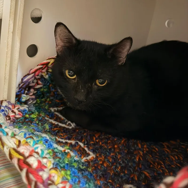 A young large-sized male Domestic Short Hair cat named "Squiggle" JS for adoption in Perkiomenville, PA
