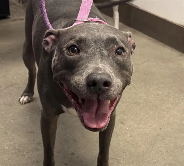 An adult large-sized female Pit Bull Terrier dog named Blue for adoption in Tucson, AZ
