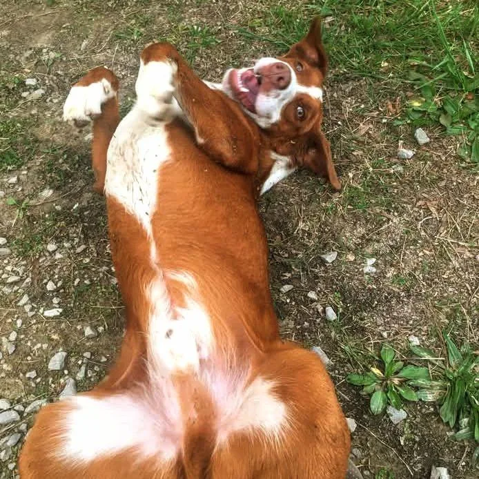 Clifford thumbnail 2